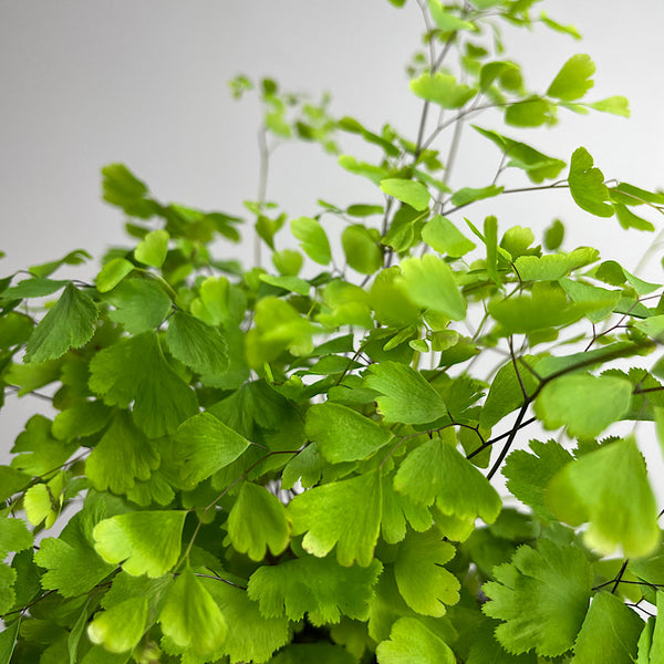 Adiantum Fragrans Maidenhair Fern 120mm