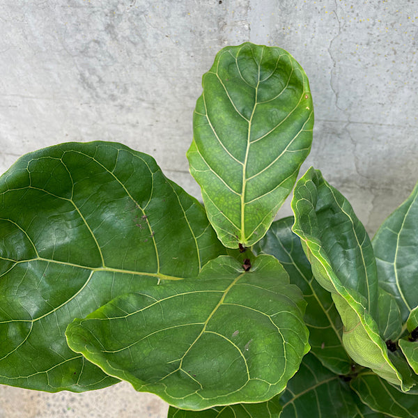 Ficus Lyrata Fiddle Leaf Fig 250mm