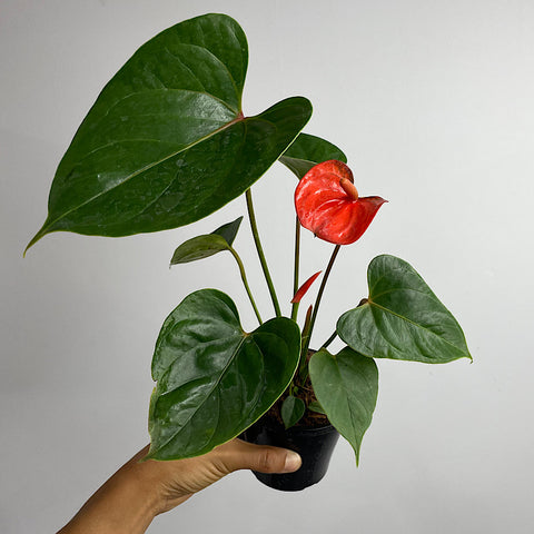Anthurium Andraeanum Flamingo Flower Red 90mm