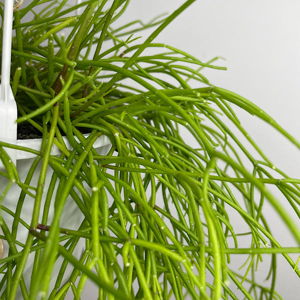 Rhipsalis Campos Portoana 130mm Hanging