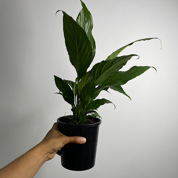 Spathiphyllum Peace Lily 140mm