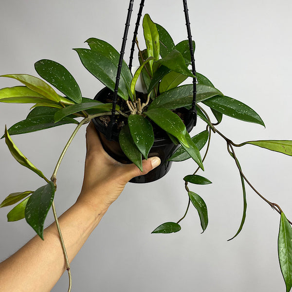 Hoya Wax Plant 155mm