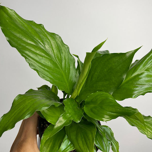Spathiphyllum Flower Bunch Peace Lily 100mm