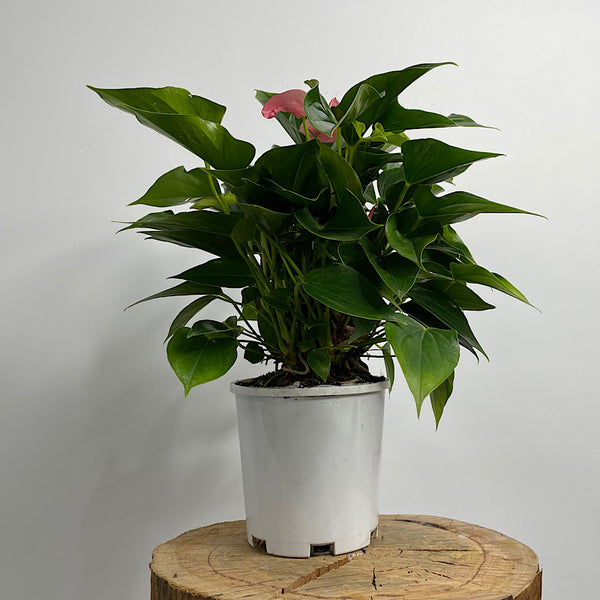 Anthurium Andraeanum Flamingo Flower Pink 140mm