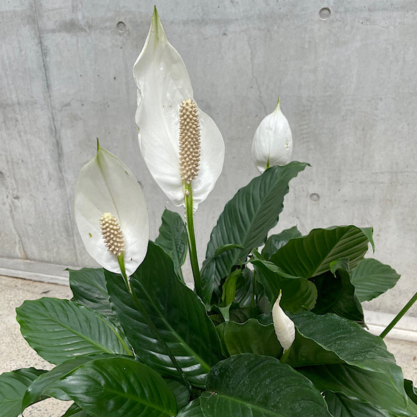 Spathiphyllum Peace Lily 300mm