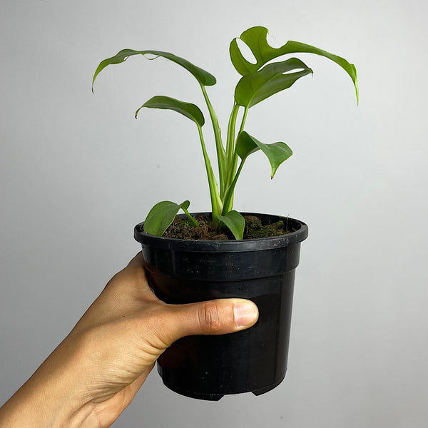 Rhaphidophora Tetrasperma Mini Monstera 130mm