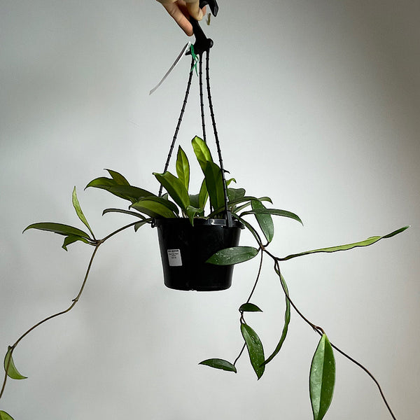 Hoya Wax Plant 155mm