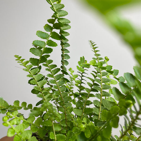 Nephrolepis Cordifolia Duffii Fern 105mm