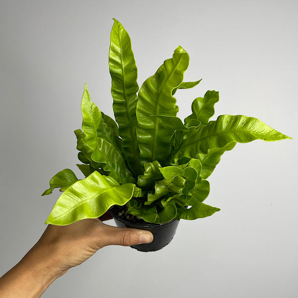 Asplenium Crispy Wave Birds Nest Fern 100mm