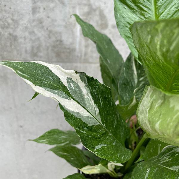 Spathiphyllum Domino Variegated Peace Lily 200mm