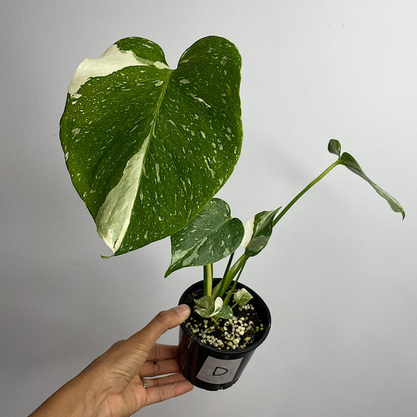 Monstera Thai Constellation Variegated 100mm