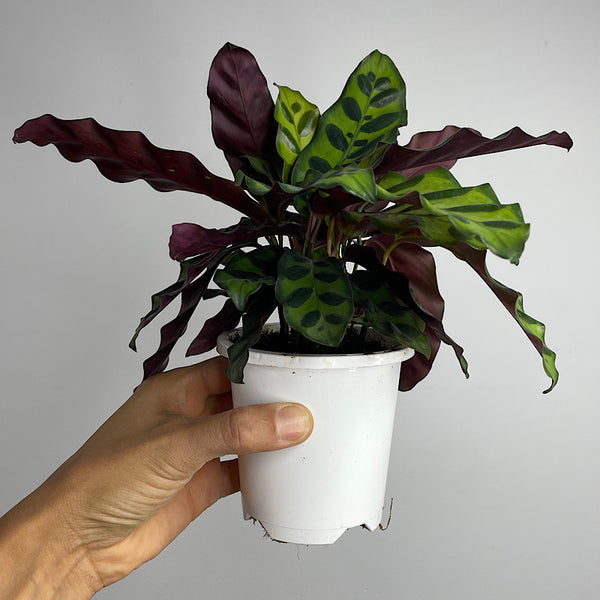 Calathea Insignis Rattle Snake Plant 90mm