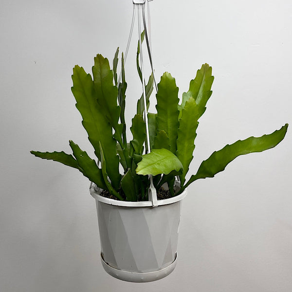 Disocactus Nelsonii 130mm Hanging