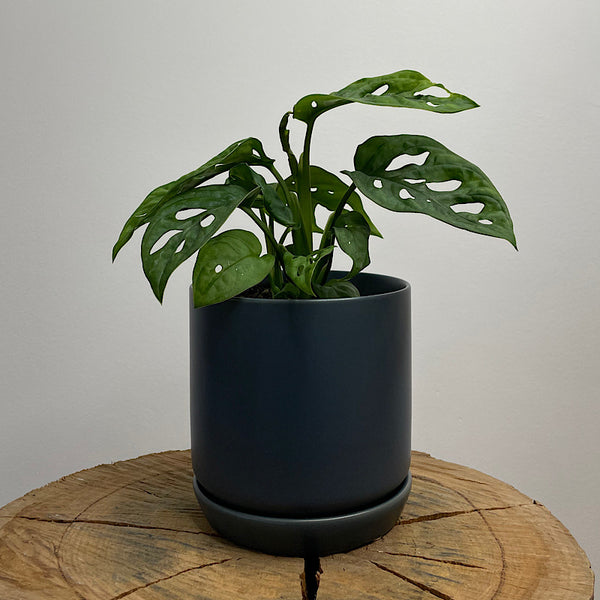 Monstera Adansonii Monkey Mask in Small Oslo Navy