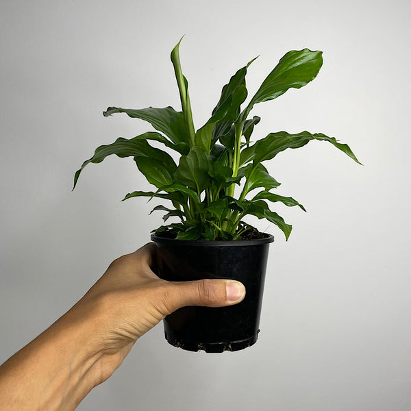 Spathiphyllum Flower Bunch Peace Lily 100mm