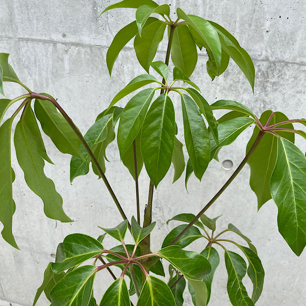 Schefflera Alpine Junior Umbrella Tree 180mm