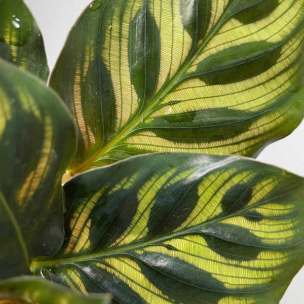 Calathea Makoyana Peacock Plant 100mm