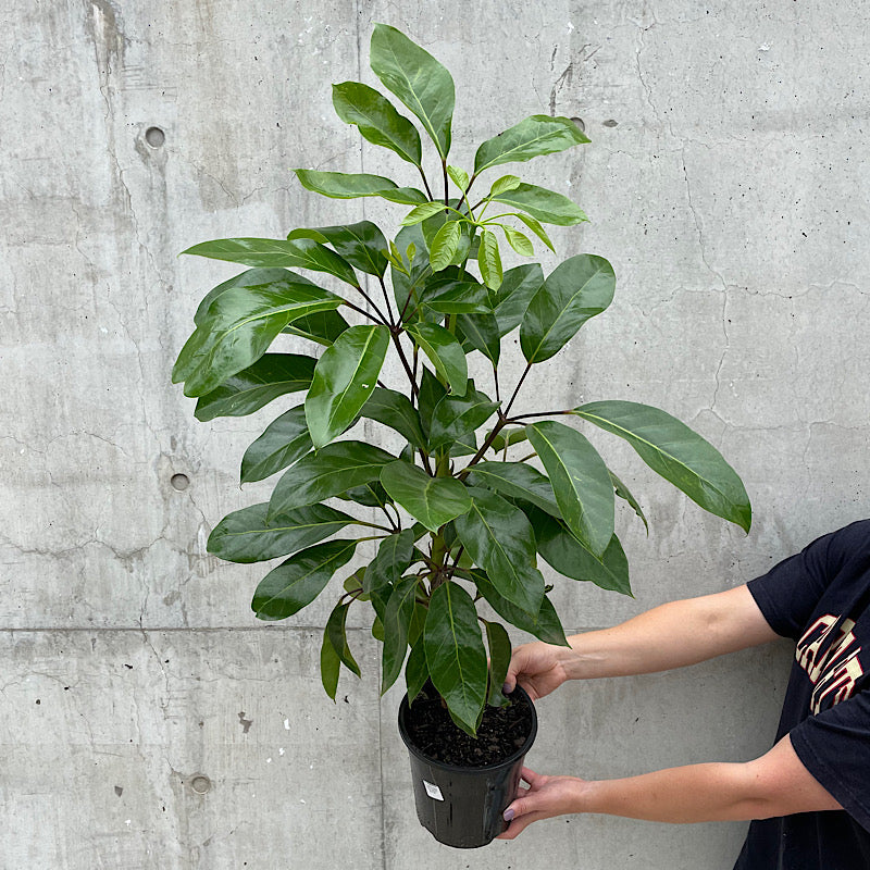 Schefflera Alpine Junior Umbrella Tree 180mm