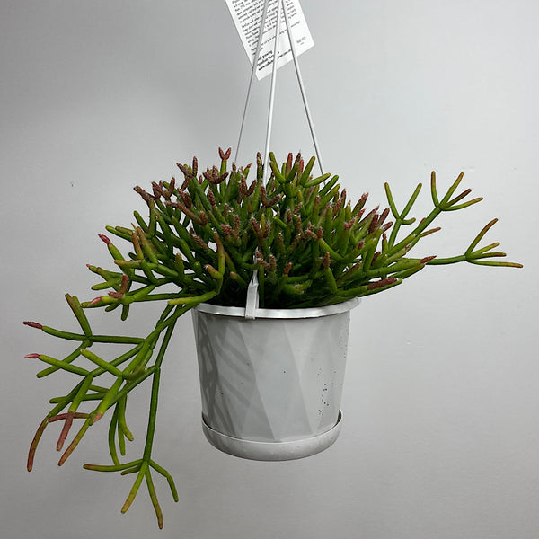 Rhipsalis Ormindoi 130mm Hanging