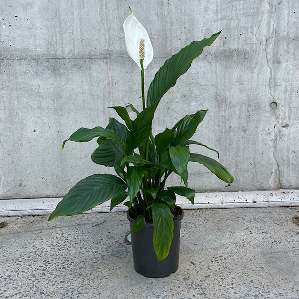 Spathiphyllum Peace Lily 170mm