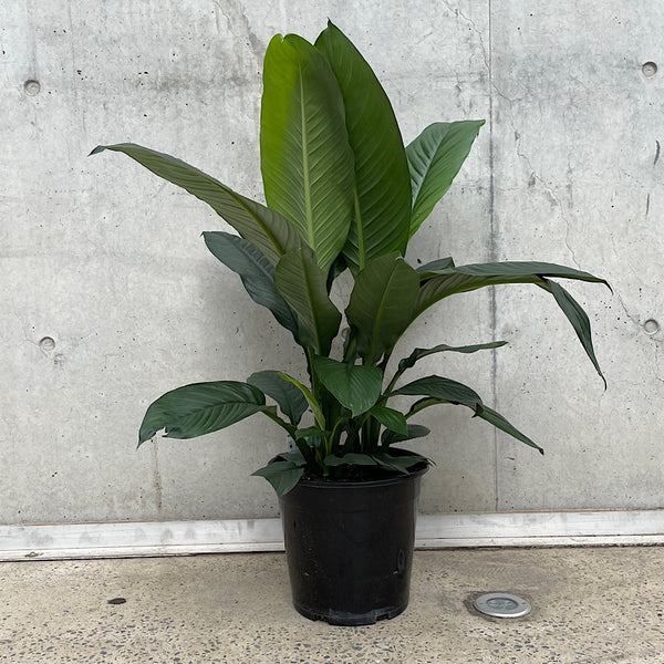 Spathiphyllum Sensation Peace Lily 250mm