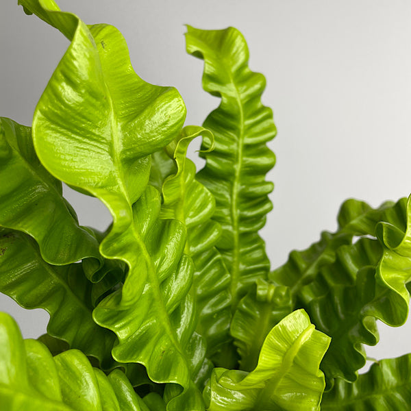 Asplenium Crispy Wave Birds Nest Fern 165mm