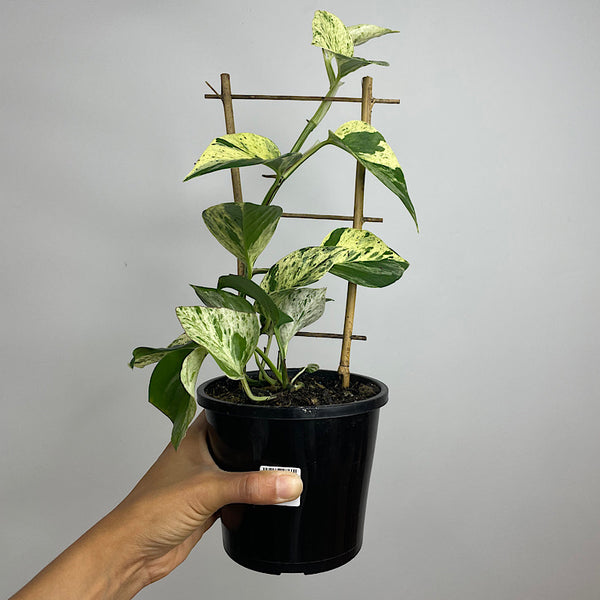 Epipremnum Aureum Marble Queen 130mm