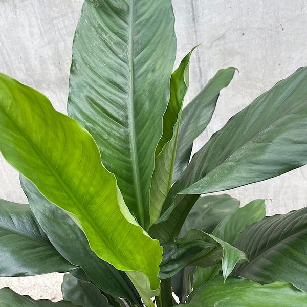 Spathiphyllum Peace Lily Blue Moon 250mm