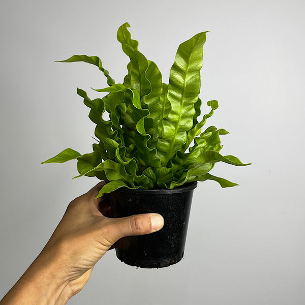 Asplenium Crispy Wave Birds Nest Fern 100mm