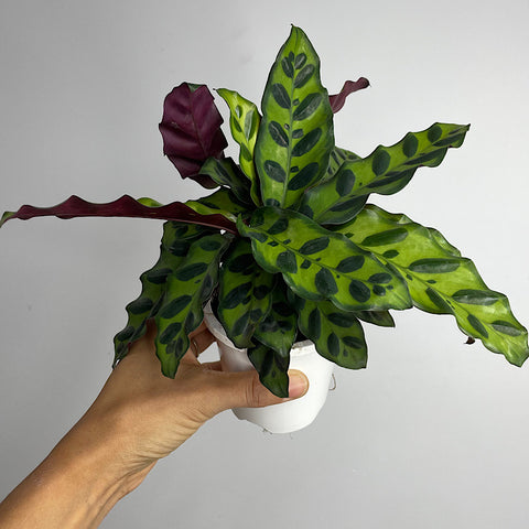 Calathea Insignis Rattle Snake Plant 90mm