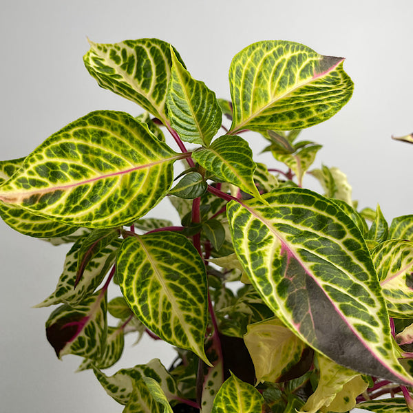 Iresine Variegated 130mm