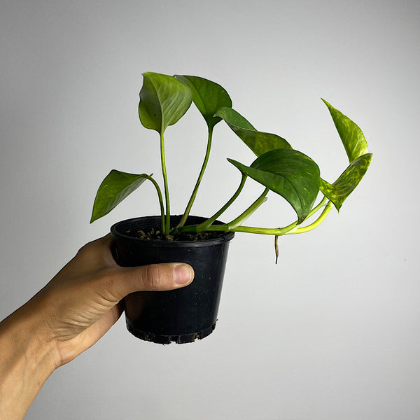 Epipremnum Aureum Devils Ivy Pothos 100mm