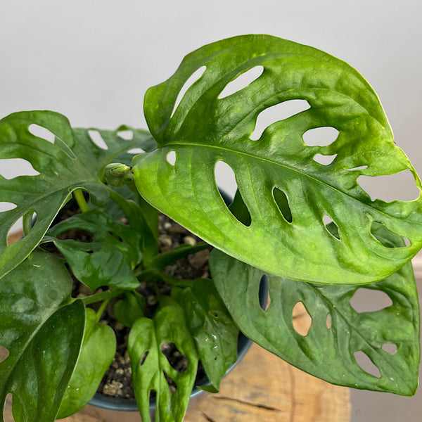 Monstera Adansonii Monkey Mask in Small Oslo Navy