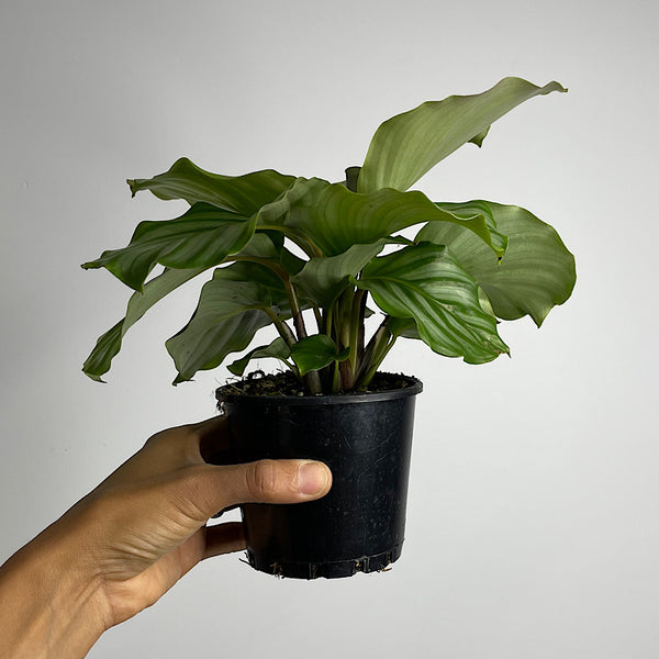 Calathea Orbifolia 100mm