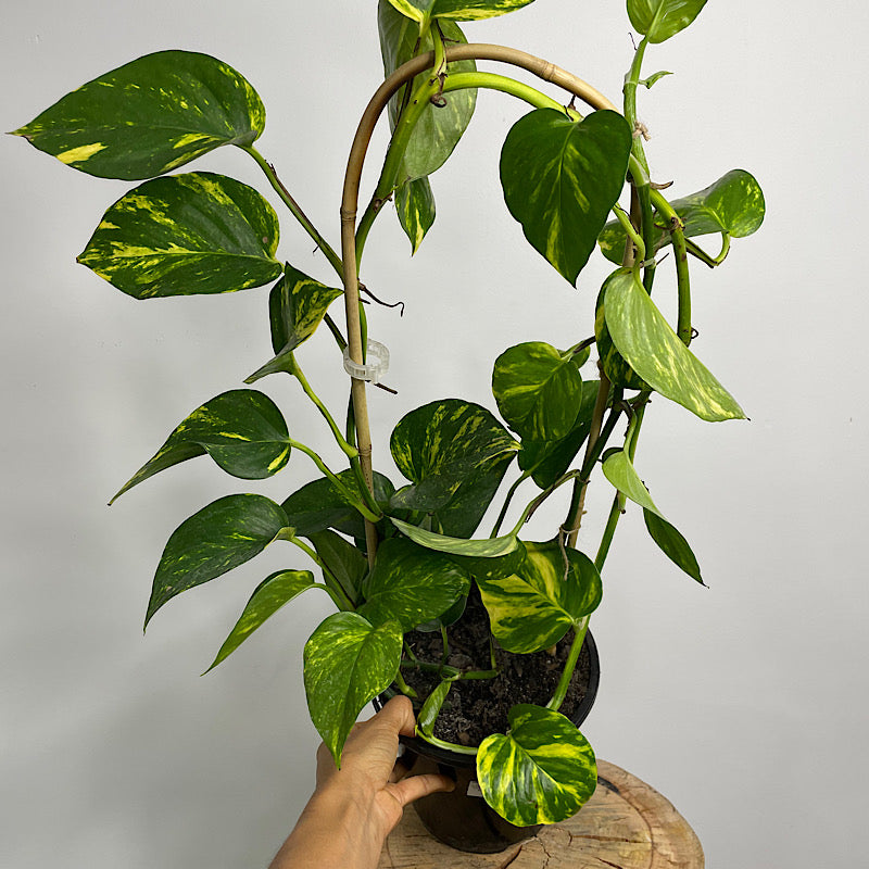 Epipremnum Aureum Devils Ivy Pothos 180mm