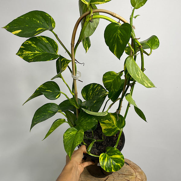 Epipremnum Aureum Devils Ivy Pothos 180mm