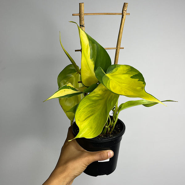 Philodendron Hederaceum Brasil 120mm