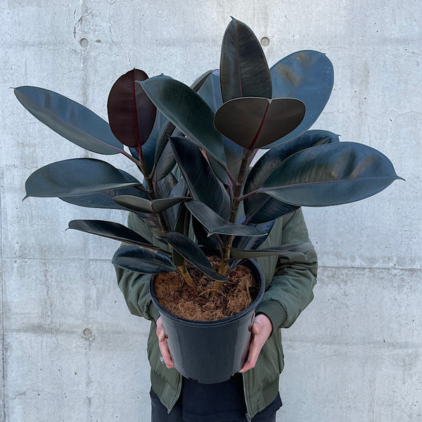 Ficus Elastica Burgundy Indian Rubber Tree 250mm