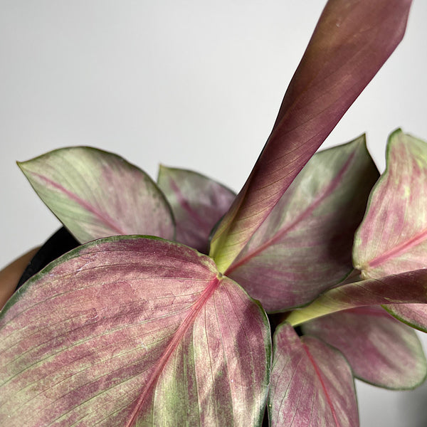Calathea Silver Plate 100mm